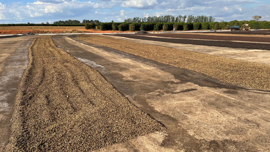 What Is a Brazilian Pulped Natural? Pulped Natural vs Natural vs Honey Coffee